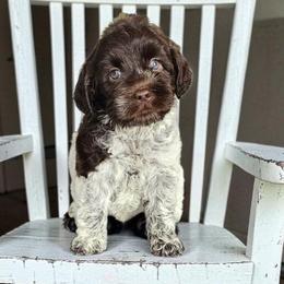 Richie - Chocolate male Australian Labradoodle puppy in Glenford, Ohio from Mi-De Doodles