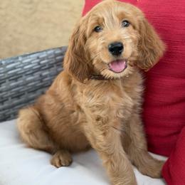 Burberry - Apricot male Goldendoodle puppy in Las Vegas, Nevada from Puppies of the West