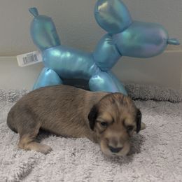 7 shaded cream - Cream female Dachshund puppy in Central Point, Oregon from MRS Long Dog Ranch