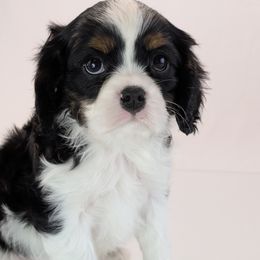 Cavalier King Charles Spaniel and Golden Retriever Puppies from TLC Pups