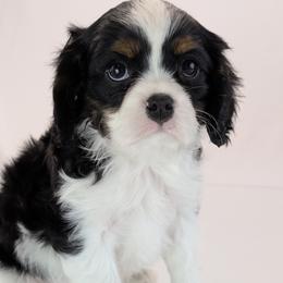 Cavalier King Charles Spaniel and Golden Retriever Puppies from TLC Pups