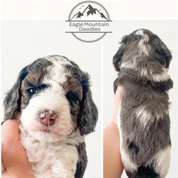 Goldendoodle Puppies from Eagle Mountain Doodles