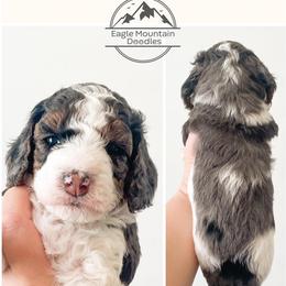Goldendoodle Puppies from Eagle Mountain Doodles