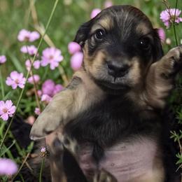 Trey - Cream male Dachshund puppy in Oklahoma City, Oklahoma from OkieDoxieland Dachshunds