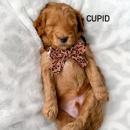 Cupid - Red  male Goldendoodle puppy in Farmington, Utah from Happy Day Doodles