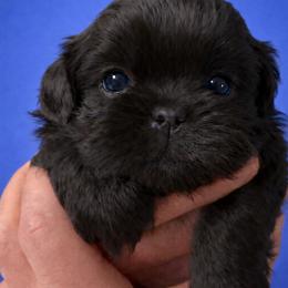 Gabe - Black and white male Shih Tzu puppy in Tallahassee, Florida from Bows and Bow Ties