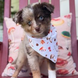 Chanterelle - Red merle female Miniature Australian Shepherd puppy in Buchanan, Georgia from Stanleyville Farm Mini Aussies
