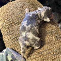 Dachshund Puppies from Monicas Mini Dachshunds