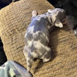 Dachshund Puppies from Monicas Mini Dachshunds