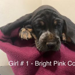 Girl 1 - Blue ticked and tan Bluetick Coonhound puppy in Oroville, California from Sinha Bluetick Coonhounds