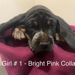 Girl 1 - Blue ticked and tan Bluetick Coonhound puppy in Oroville, California from Sinha Bluetick Coonhounds
