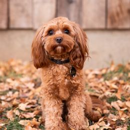 Cavapoo and Cockapoo All Grown Up from Megan Roach's Cockapoos, Cavapoos and Aussiedoodles