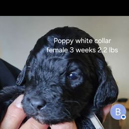 Poppy white collar - Black female Goldendoodle puppy in Fairmount, Indiana from Capens' Doodles,Poodles and Poo's