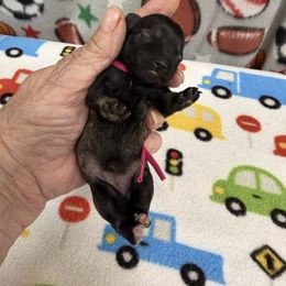 Reba - Salt and pepper female Miniature Schnauzer puppy in Comanche, Texas from Circle R Sidney