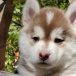 Boy 4 - Red and white Siberian Husky puppy in Gloucester, Virginia from Roaring Springs Pomsky