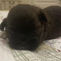 Boy 3  Yellow - Brown male Lhasa Apso puppy in Palm Bay, Florida from Lhasa Apso Doggy Stylez Fl