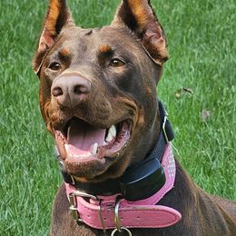 Doberman Pinschers from KJC Champion Kanines