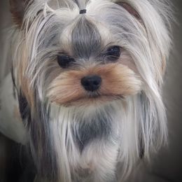 Cubby - Yorkshire Terrier