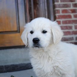 Goldendoodle and Golden Retriever Puppies from Canterbury Canines