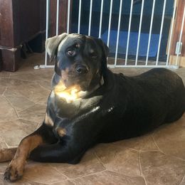 Daisy - Rottweiler