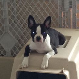 Boston Terrier Puppies from Achates Bostons