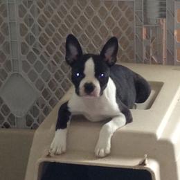 Boston Terrier Puppies from Achates Bostons