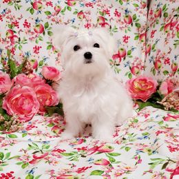 Ladybug - White female Maltese puppy in Merced, California from Soua's Pups