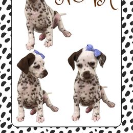NOVA - White and liver brown female Dalmatian puppy in Waxahachie, Texas from Tiff’s Dalmatian Plantation
