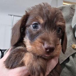 Chocolate and tan wire boy - Chocolate and tan male Dachshund puppy in Declo, Idaho from Dozendachs