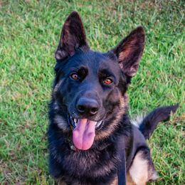 Ares - German Shepherd