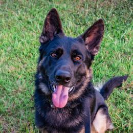 Ares - German Shepherd