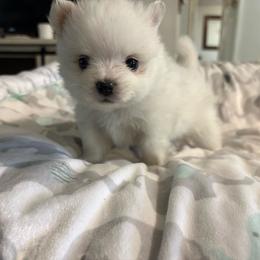 Pinky pie - White female Pomeranian puppy in Rhode Island from Heartfelt Kennels
