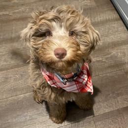 Bernedoodle Puppies from Sweet Pea Bernedoodles