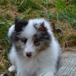 Shetland Sheepdog Puppies from Sunny Shelties