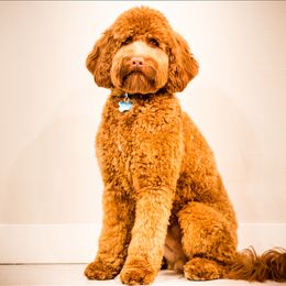 Blaze - Australian Labradoodle