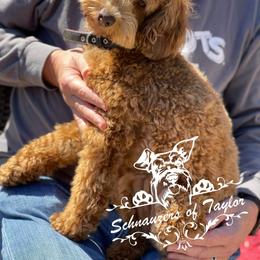 Miss Terri - Schnoodle
