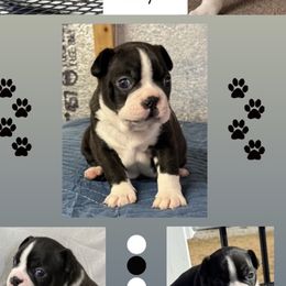 Male - Black and white male Boston Terrier puppy in Mc Donough, Georgia from Ballard Boston Terriers