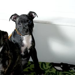 Staffordshire Bull Terrier Puppies from SAAM Dogs