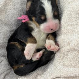 Pink collar - Tri-color female Bernedoodle puppy in Hegins, Pennsylvania from Bubbling Springs Doodles, LLC