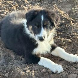 Bay - Black tri-color male Australian Shepherd puppy in Preston, Idaho from KC Bar Ranch Aussies