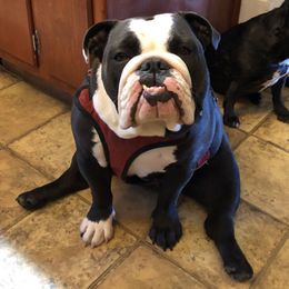Boxers, Bulldogs, and French Bulldogs from Springwood Farm