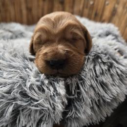 Light Blue Boy - Dark golden male Golden Retriever puppy in Pasco, Washington from Rodgers Retrievers