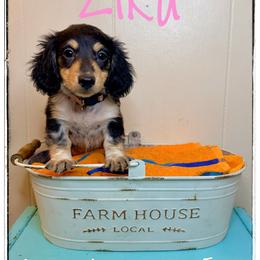 Zika - Piebald female Dachshund puppy in Cincinnati, Ohio from Caines Dachshund Farm