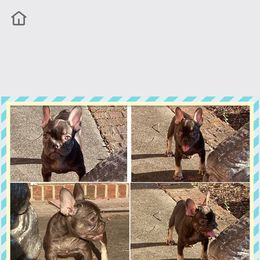 Helaena) - French Bulldog puppy from Blackoutbulldogs