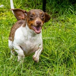 Tilly - Dachshund