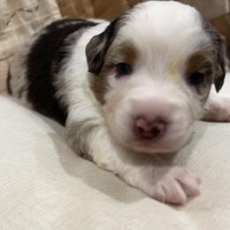 Brioche - Red merle male Australian Shepherd puppy in Bennett, Colorado from Alolan Angel Aussies