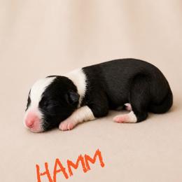 Hamm - Black male Border Collie puppy in Sanger, California from Flying M Cactus Ranch Buddies