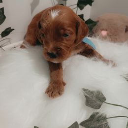 Goldendoodle Puppies from Wesley Doodles