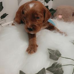 Goldendoodle Puppies from Wesley Doodles