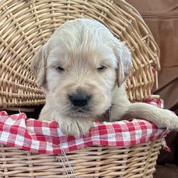 Mr. Dapper - Golden male Golden Retriever puppy in Kuna, Idaho from Golden Kisses Golden Retrievers
